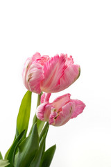 Beautiful pink parrot tulips on white background