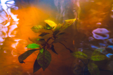  Plant Growing Underwater