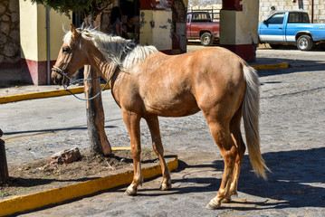 Horse tied to tree in the street