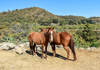 Two horses resting on the side of a mountain