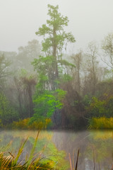 Highlighted Tree Amidst the Swamp Fog