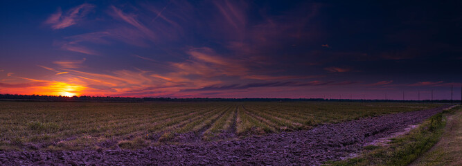 Louisiana Sugarcane Sunset Panorama