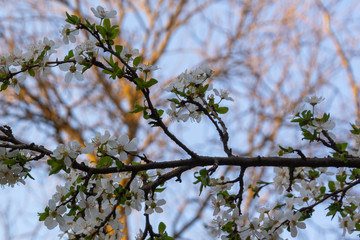 Beautiful blooming trees with small white flowers. Shallow depth of field.
