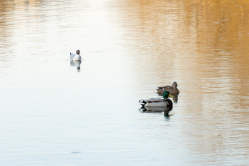 Ducks swim in a lake in the forest
