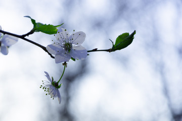 Beautiful blooming trees with small white flowers. Shallow depth of field.