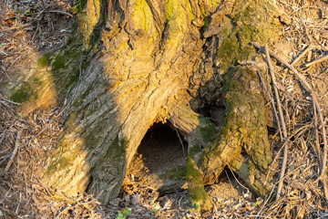 Old tree with a hollow in the roots