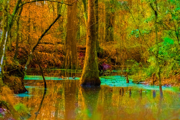 Psychedelic Swamp