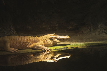 Albino Alligator with Reflection