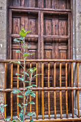 Fototapeta na wymiar Green branch in front of an old window