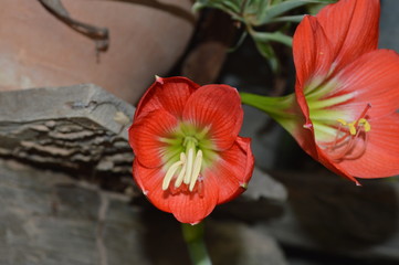Two brightly colored flowers blooming beautifully