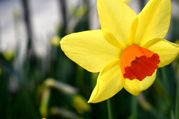 A closeup shot of beautiful daffodils with a blurred background