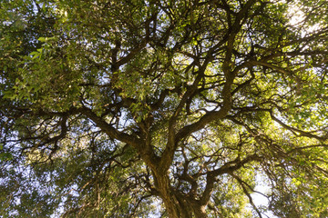 Tree branches under the sun light