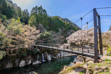 猿飛千壺峡と桜　大分県中津市　Sarutobisentubo-kyo and Cherry Blossoms Ooita Nakatsu city