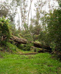 Old death tree working as a bridge