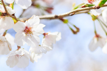 流川の桜並木 Row of cherry blossom trees 福岡県うきは市