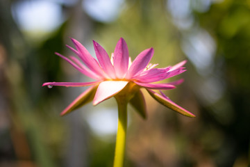 Beautiful blooming lotus flower in the sunrise