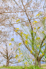 流川の桜並木と菜の花 Row of cherry blossom trees and canola flower 福岡県うきは市