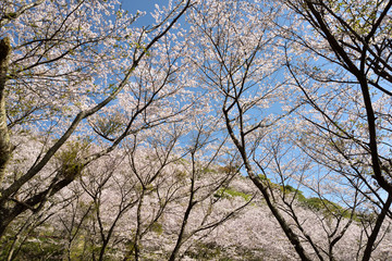 花立公園
