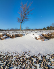 Snowy shore of Blue Marsh Lake with a lone tree etched against a deep blue sky