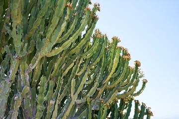 Beautiful green succulent cactus over blue sky background