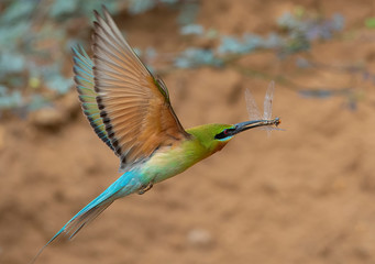 Blue-tailed bee-eater hunting dragonfly