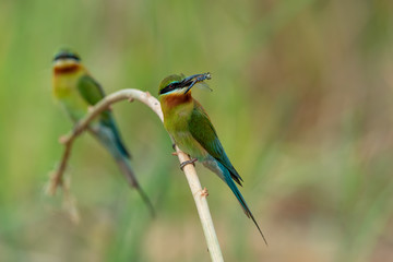 Blue-tailed bee-eater hunting dragonfly