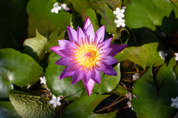 A beautiful lotus flower in pond.