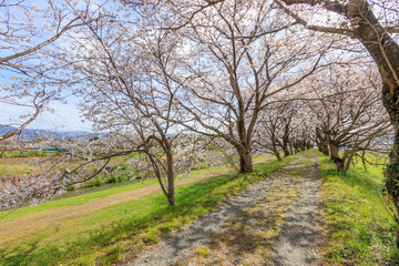Fototapeta premium 流川の桜並木 Row of cherry blossom trees 福岡県うきは市