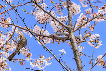 ヒヨドリと桜　流川の桜並木 Brown-eared bulbul and Row of cherry blossom trees 福岡県うきは市