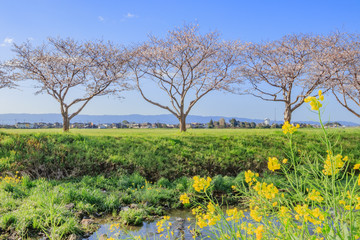Fototapeta premium 草場川の桜並木 福岡県朝倉郡 Row of cherry blossom trees Fukuoka Asakura-gun