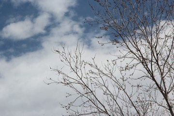 tree branches against blue sky