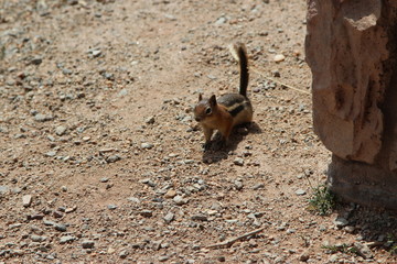 Rocky Mountain Chipmunk on the ground