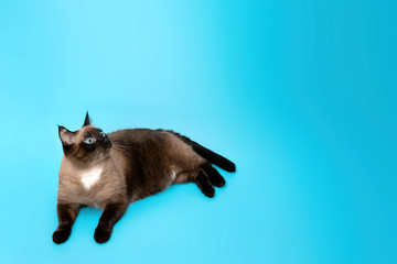 Obraz premium a fat domestic Siamese cat sits proudly on a blue background in the corner of the frame and looks up