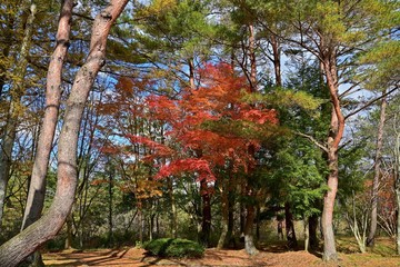 Fototapeta premium きれいに色づいたモミジの紅葉＠岡山