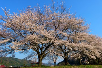 春　さくら　満開　風情　風景　杤木