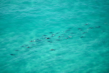 A pod of dolphin swimming in the crystal clear water, Byron Bay Australia