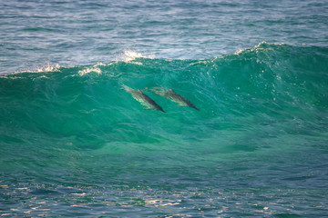 Obraz premium A pod of dolphin swimming in the crystal clear water, Byron Bay Australia