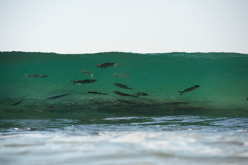 Group of mullet swimming in the breaking wave, Australia
