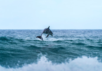 Jumping dolphin, Sydney Australia