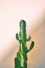 Naklejka premium CACTUS