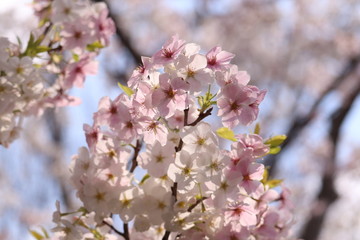 グラデーション桜 Gradation cherry blossom flowers　