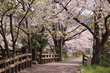 Obraz premium 桜並木 Cheery blossom street in Japan 