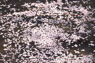 桜　Cherry blossom petals on water
