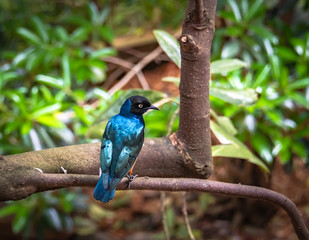 Iridescent Blue Grackle as zoological specimen sitting on branch in Georgia. 