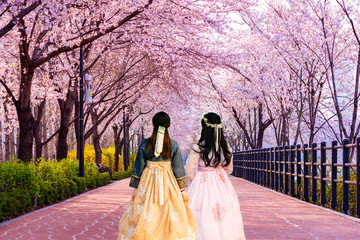 Korean Girls dressed Hanbok.Cherry blossom of Spring in Seoul, South Korea . - 335975316