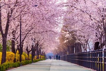Papier Peint photo Lavable Séoul Cherry blossom of Spring in Seoul, South Korea .
