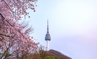 Fototapeta premium Cherry blossom of Spring in Seoul, South Korea .