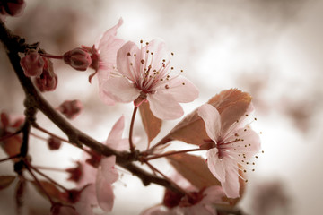 pink cherry blossom