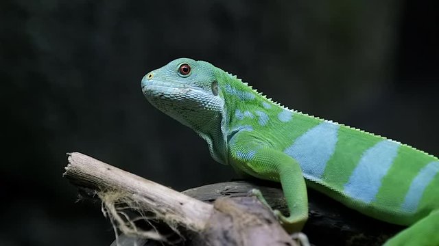 A beautiful green Fuji banded iguana observing it's environment - close up