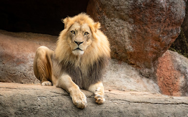 African Lion portrait in zoological specimen in Georgia.